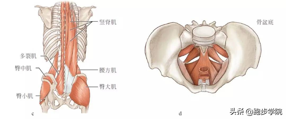 想要跑得快要练哪块肌肉,如何跑得更快基础训练