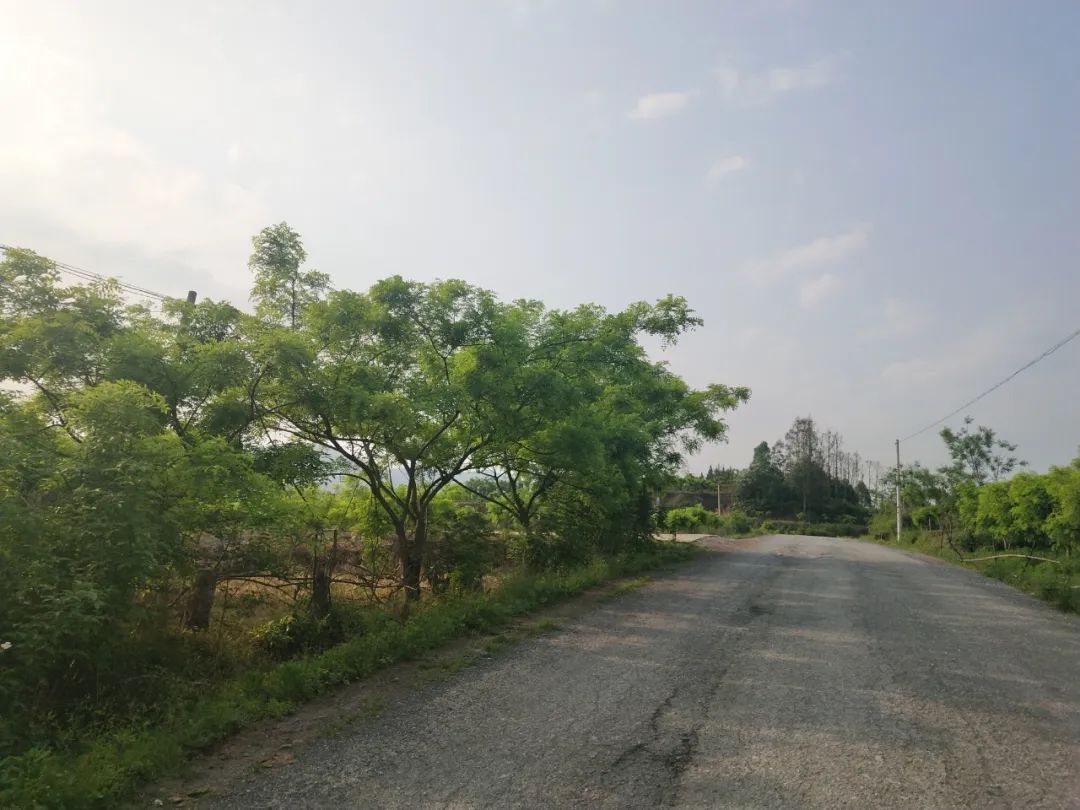 广西被称为中国荔枝之乡是哪个市,广西为何称为八桂之乡