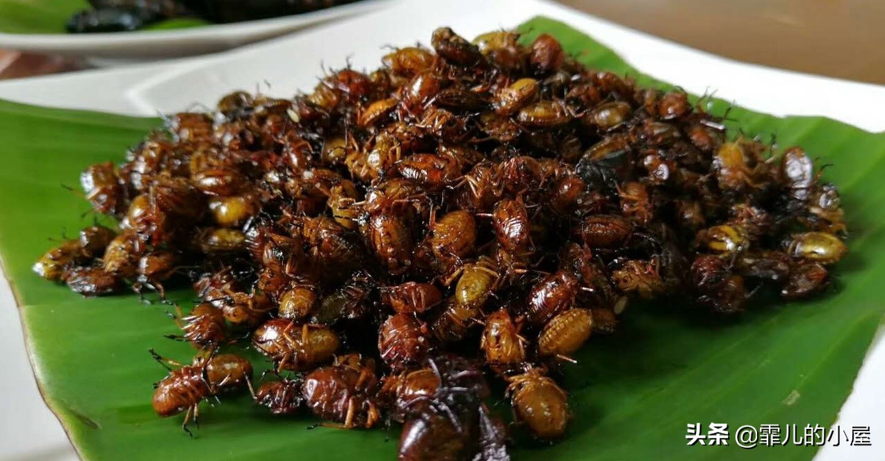 两年都预定不到座位的黑暗料理餐厅“炼金术士”，生吞金鱼的吃货