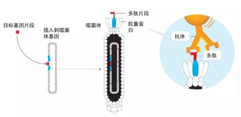 远古病毒噬菌体放大1000倍的样子,最致命的病毒噬菌体