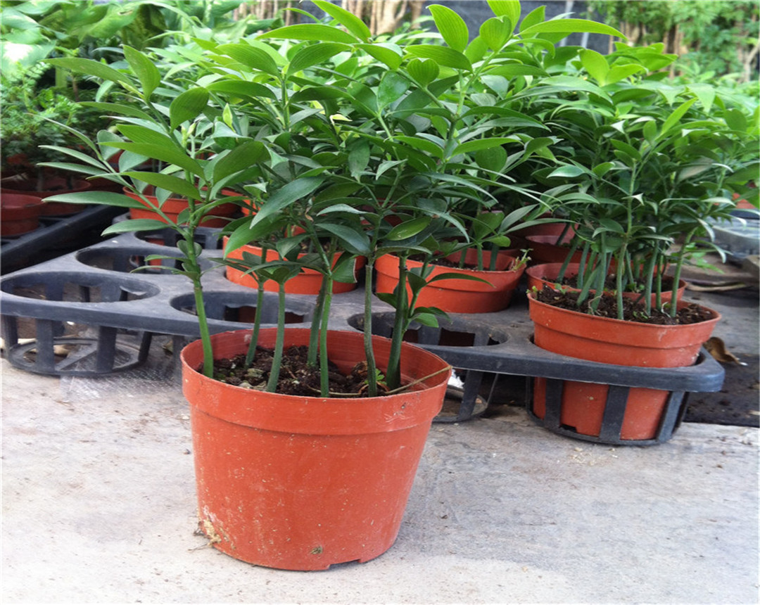 竹柏盆栽干枯,竹柏黄叶怎么补救最佳方法