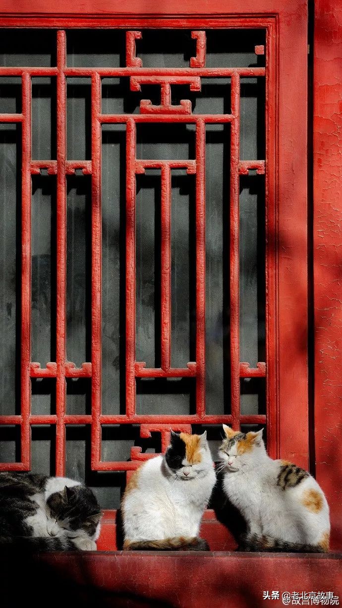 故宫成了动物园,故宫北京动物园