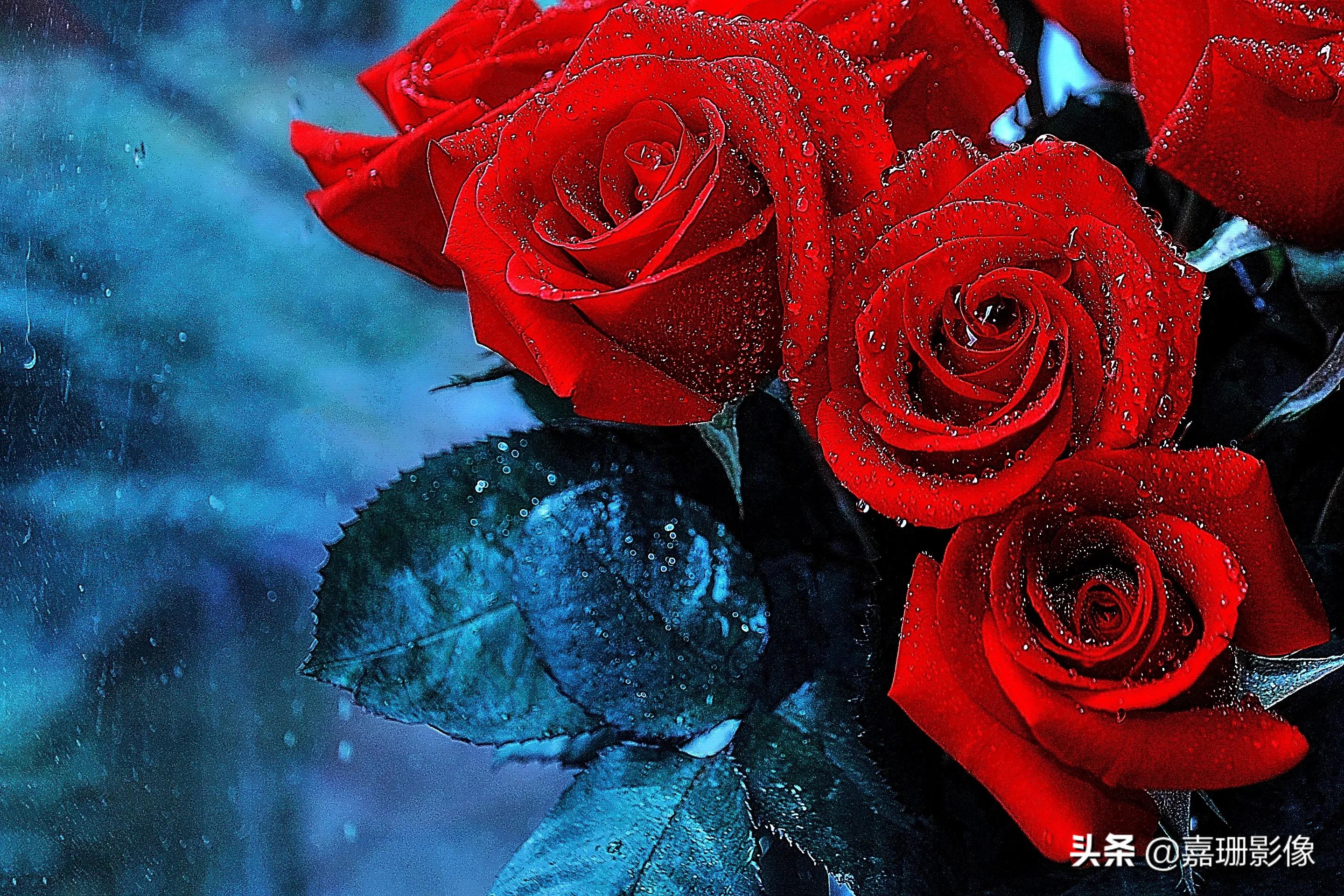 看看花容，听听花语2020年我镜头里的百种花卉