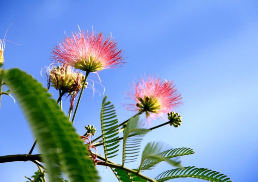 失眠多梦难入睡用什么中药调理,难入睡失眠怎么中药调理