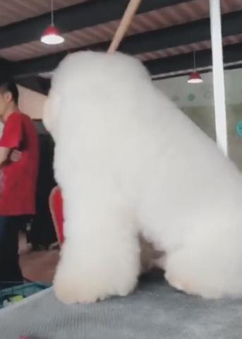 戈赞：狗狗修毛时犯困竟然被修成了这样