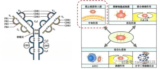 恢复期血浆治疗作用机理,血浆抗病毒有用吗