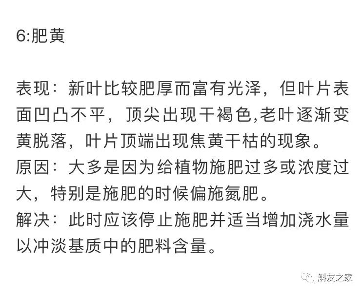 石斛兰叶子黑尖,石斛兰的茎杆子黄了怎么办
