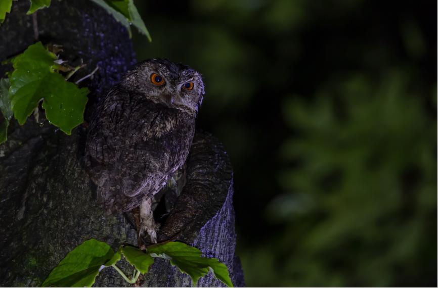 佳能eos鸟眼对焦,佳能拍飞鸟对焦最佳方法