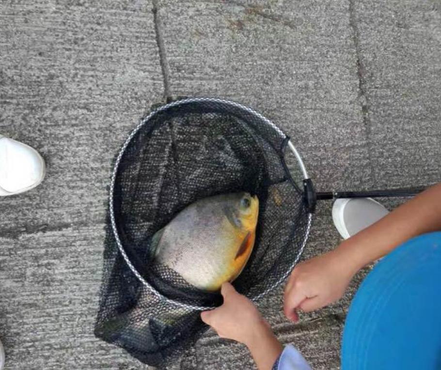 史无前例!澜沧江钓起大量红鲳鱼,满口利齿轻松咬断树枝