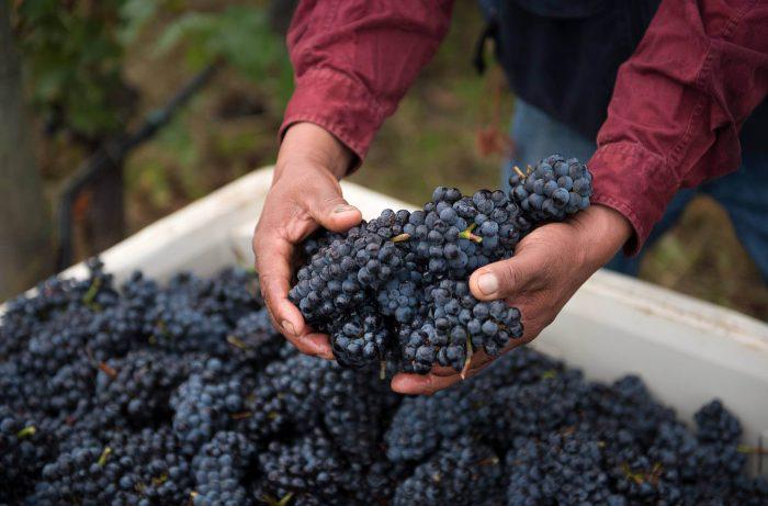 葡萄园真实体验,在葡萄园干活的原声视频