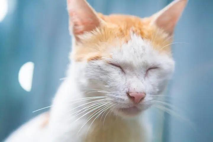 纯种猫可能会得的病,铲屎官怀疑自家猫咪是只法国猫