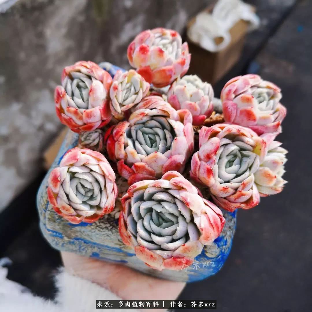 那个爱画多肉的小姑娘带着她的心头肉又来啦!