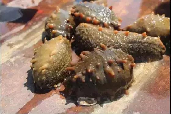 海参怎么泡发又肥又好吃视频,海参泡发后一直在水里泡着吗