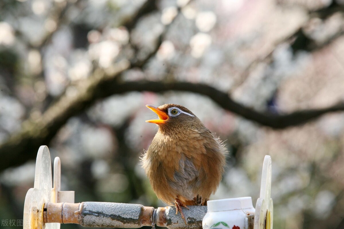 画眉鸟的饲料怎么配制,画眉鸟主食