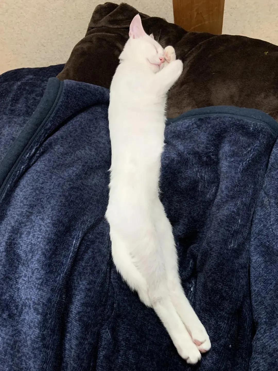 猫的终极凡尔赛：你的屏幕放不下我的腿