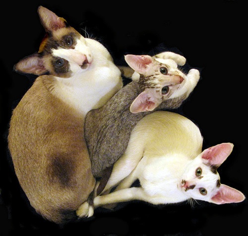 各种猫咪花纹品种,名贵品种猫咪大全