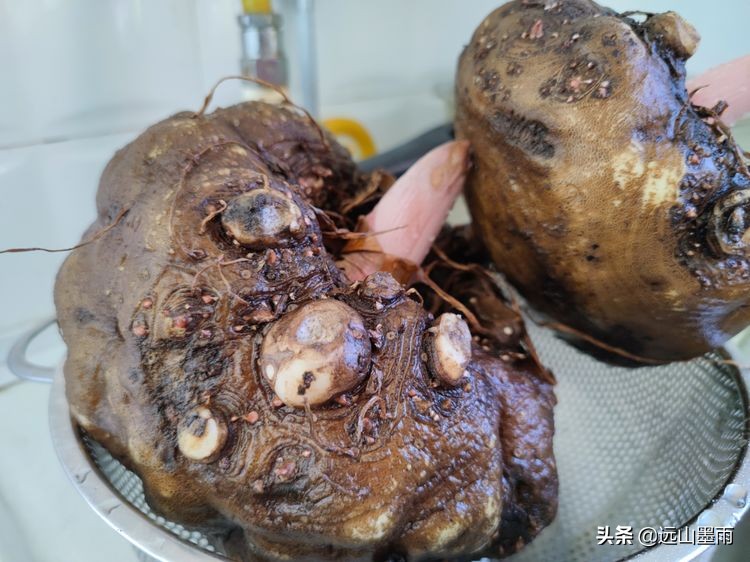 用魔芋制作魔芋豆腐的过程,干魔芋制作魔芋豆腐全过程