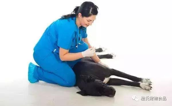 在医院给狗狗量体温,不去医院自己检查狗狗