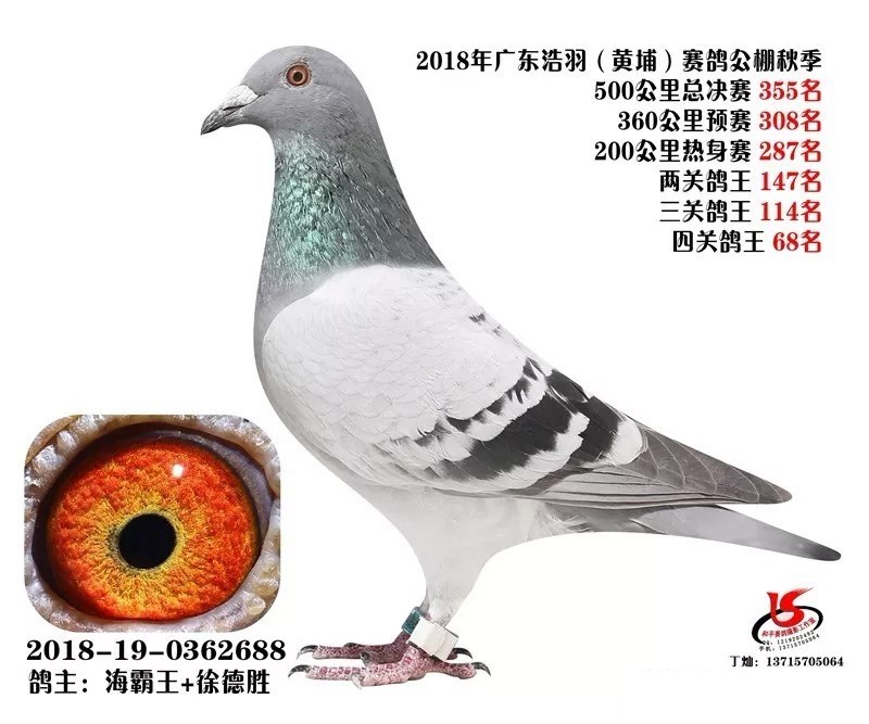 海霸王詹森纪录,冠霖公棚2017年获奖鸽欣赏