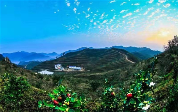 淮河源头油茶香贫困群众喜洋洋