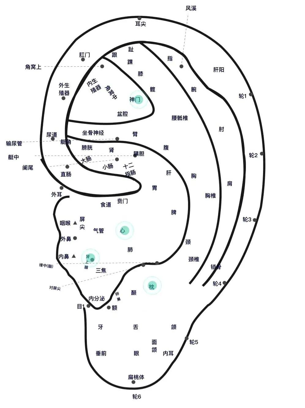 中医针灸推拿能治癌症吗,艾灸针灸拔罐刮痧之间的区别
