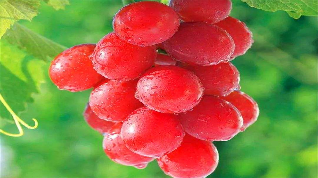 世界上最贵的车厘子排名,世界上最贵的车厘子一颗多少钱