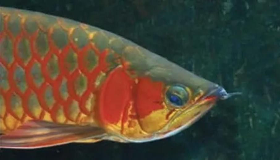 东莞龙鱼疾病预防,龙鱼最难治愈的疾病