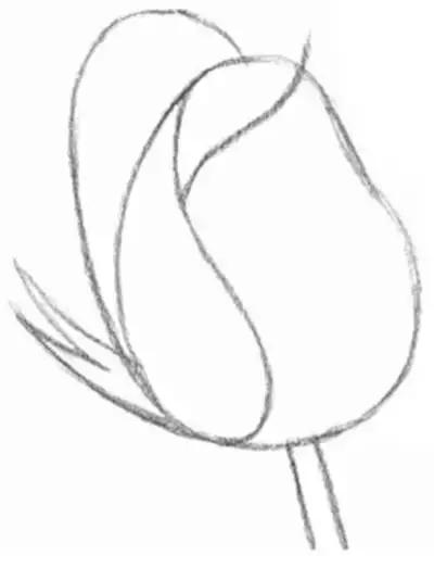 一幅素描玫瑰画如何加彩,玫瑰花束素描图片