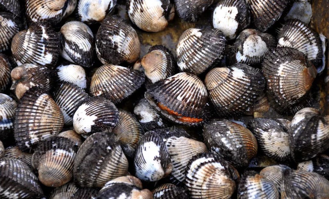 河北黄骅土特产,黄骅特产河北沧州有什么特产