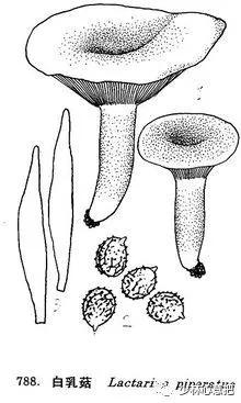 中药图片大全名称,中药图片大全带药名高清