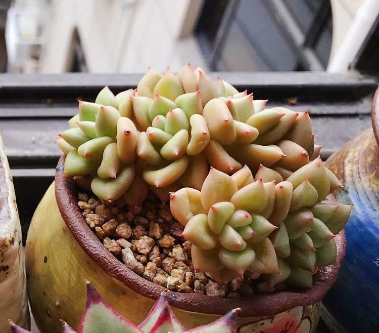 养多肉注意事项,养多肉的感悟熬过冬季