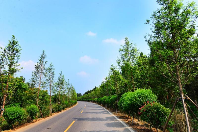 党建引领美丽乡村示范村建设 (红星村坚持党建引领建设美丽乡村)