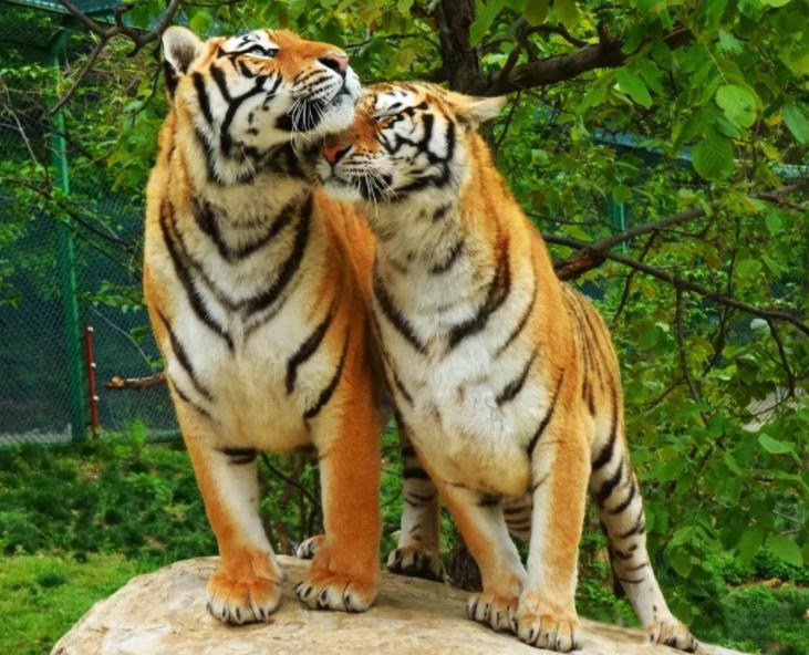 栾川竹海野生动物园免票攻略,栾川竹海野生动物园门票有优惠吗