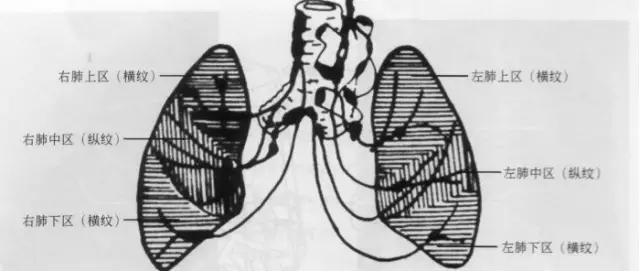 x线影像解剖大全,胸部x线怎么看懂图解