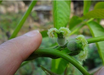 核桃树坐果时期怎样管理核桃树,核桃树怎样提高坐果率