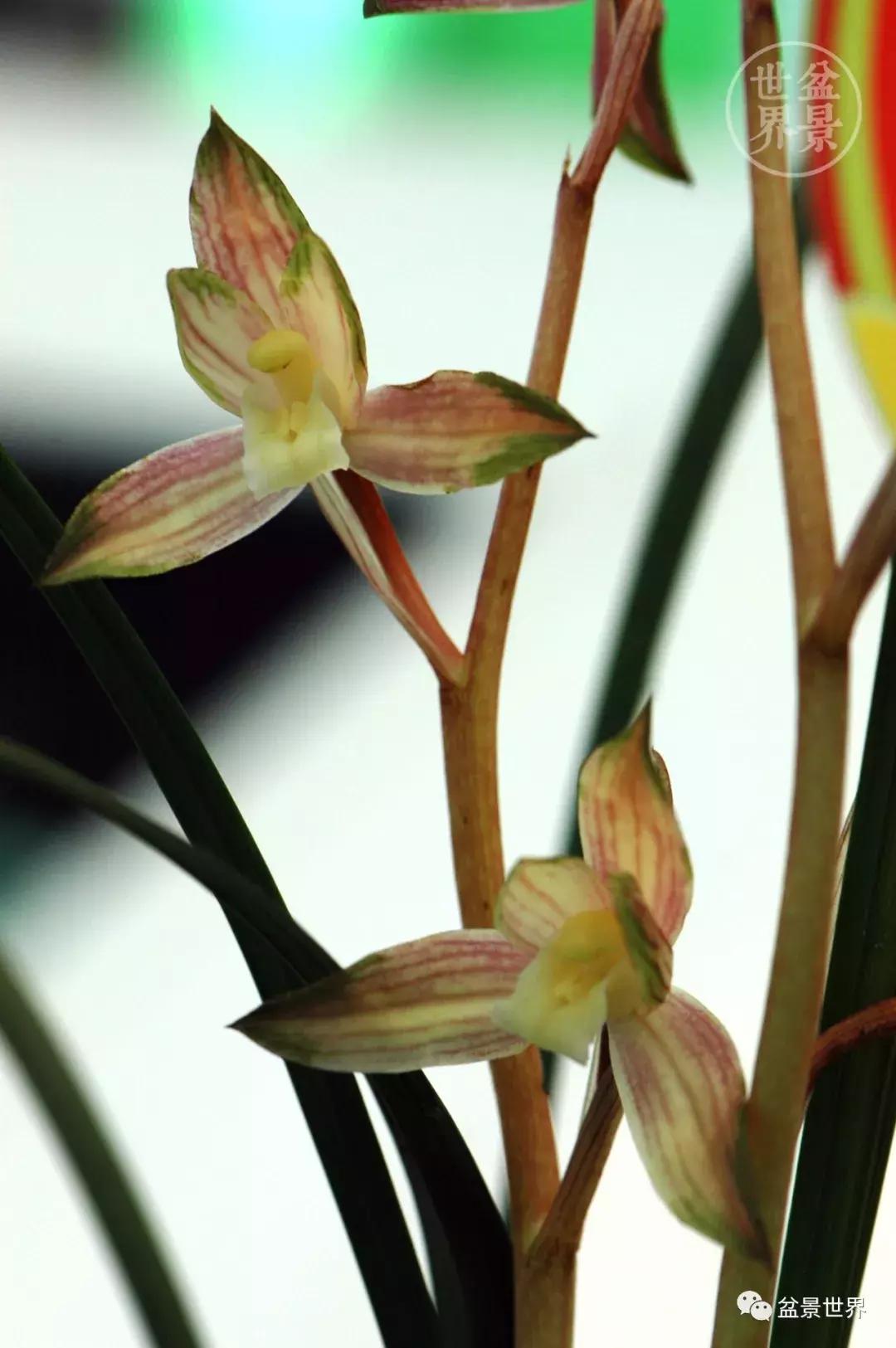 孔子家语芝兰生于深林全文拼音,芝兰生于深林不以无人而不芳翻译