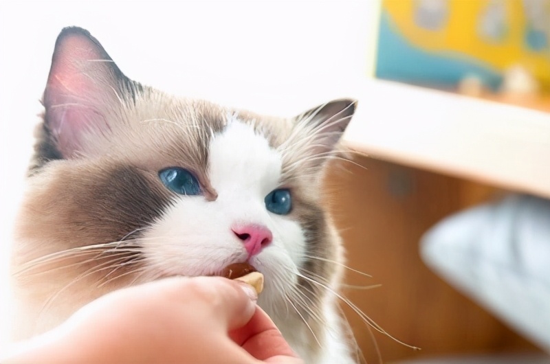 猫咪上火吃什么降火最快,猫咪眼睛上火发炎怎么处理