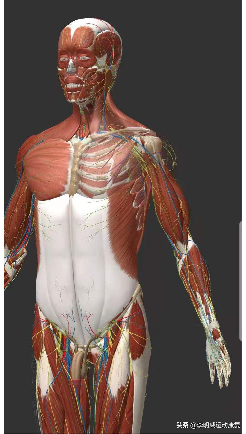 久坐一族如何缓解腰痛,办公室久坐一族腰疼