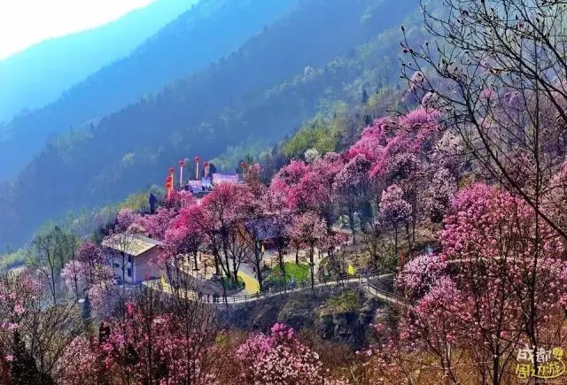 半个月后成都即将美翻全国，17处美景玩转整个春天！