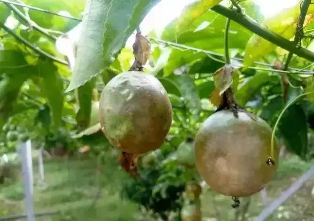 百香果的七大病害图解,百香果病害图谱及防治