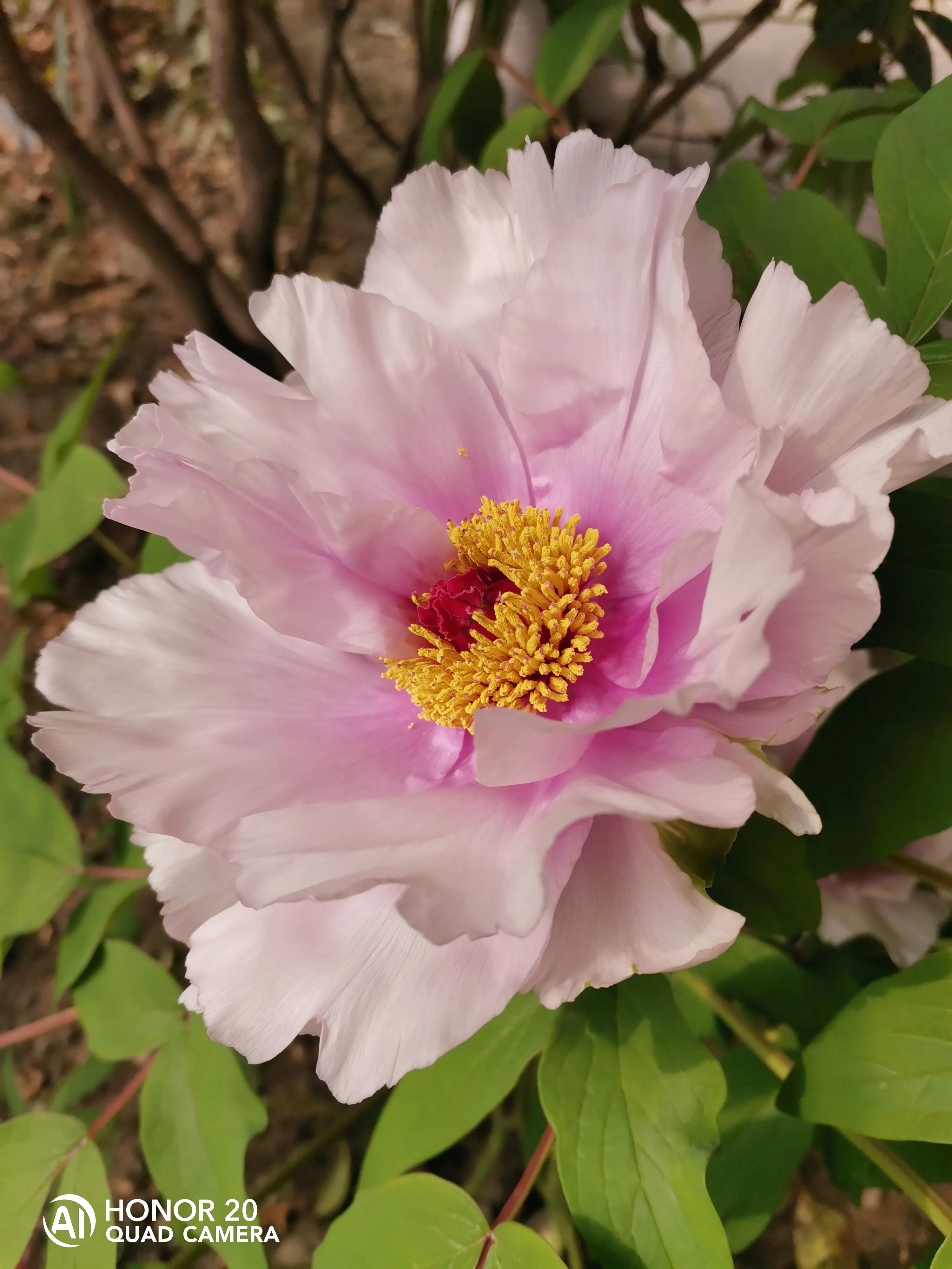 蝴蝶飞采花蜜,蝴蝶自由自在采花蜜
