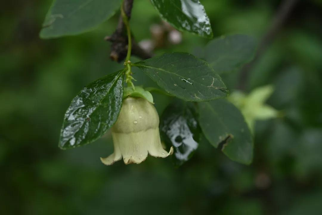 冬天常见中药植物图片及功效,花期长的草本植物图片