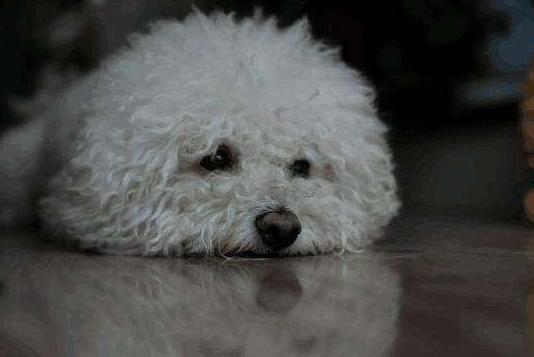 比熊犬的这6大缺点,比熊犬容易出现哪些问题