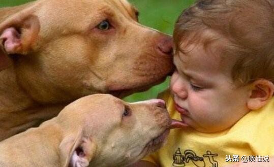 狗狗舔人是喜欢还是讨厌你,狗狗舔人的手说明什么