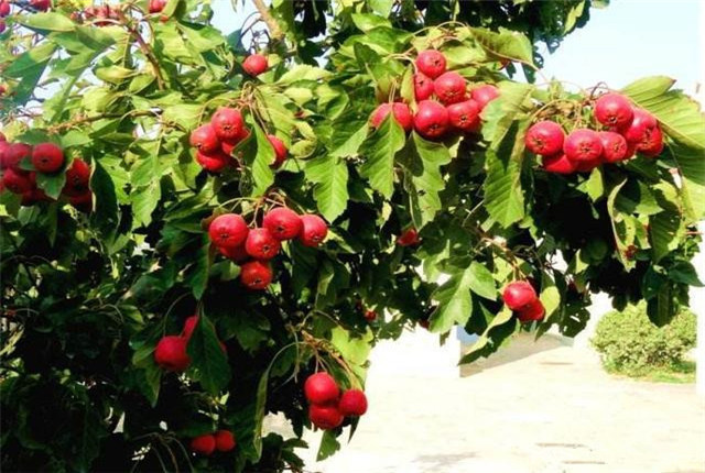 山楂栽培技术及副作用,山楂栽培方法