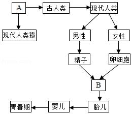 生物学七年级下册人的来源知识点,七年级下册生物人的由来知识清单