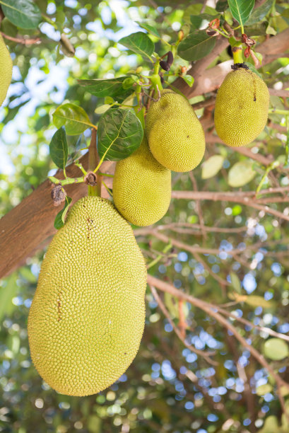 菠萝蜜有什么营养种子可以吃吗,菠萝蜜能种吗怎么种