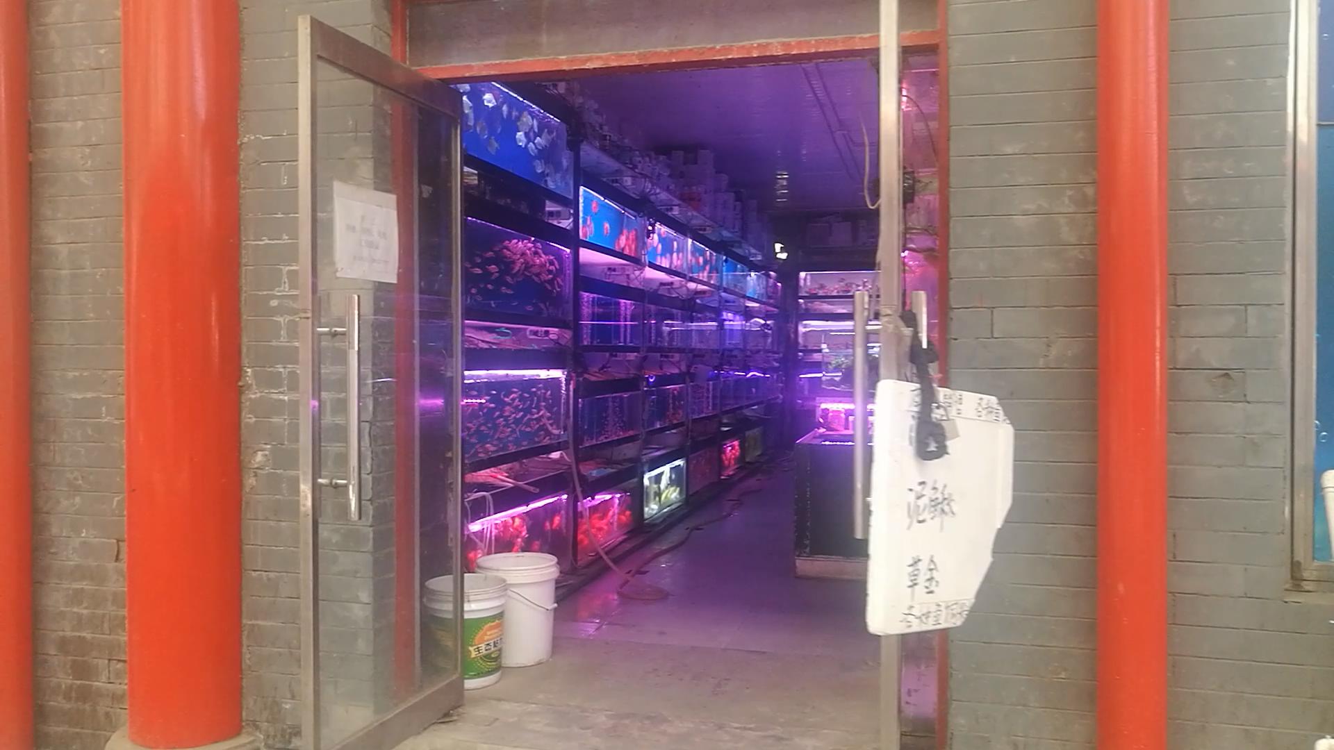 2020年北京观赏鱼批发市场夜市,观赏鱼夜市北京