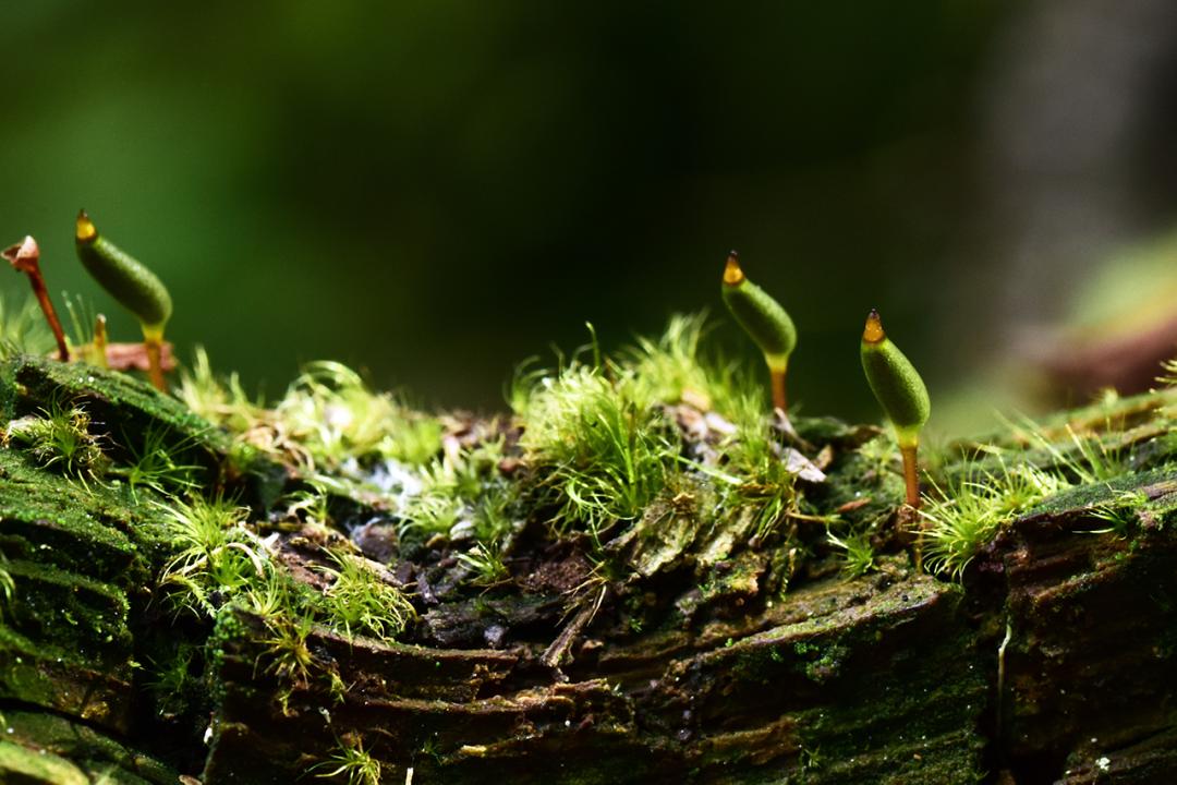 吃毒菇、睡蛇窝，只为挖一堆草，这个重庆博士要做当代神农