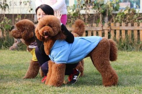 巨型贵宾犬为什么那么少人养,巨型贵宾犬怎么养比较好科普一点